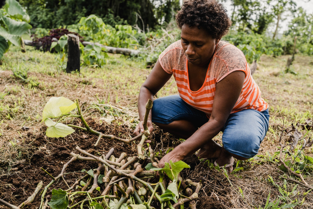 Kava Root: The Plant Behind the Feel-Good Can - Melo