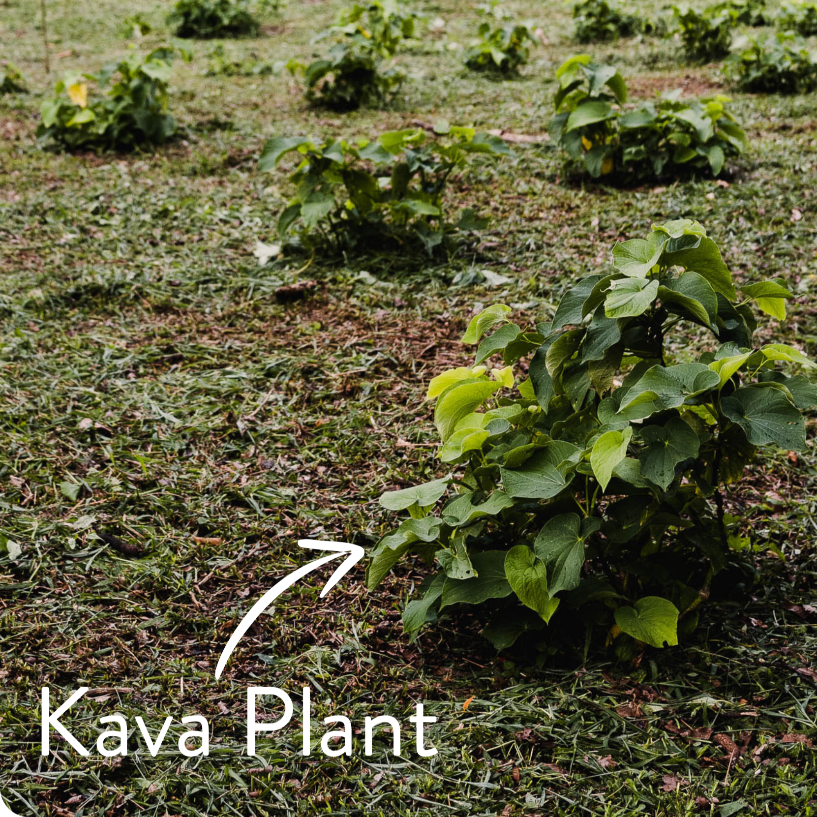 Close-up view of kava plants growing in a lush field.