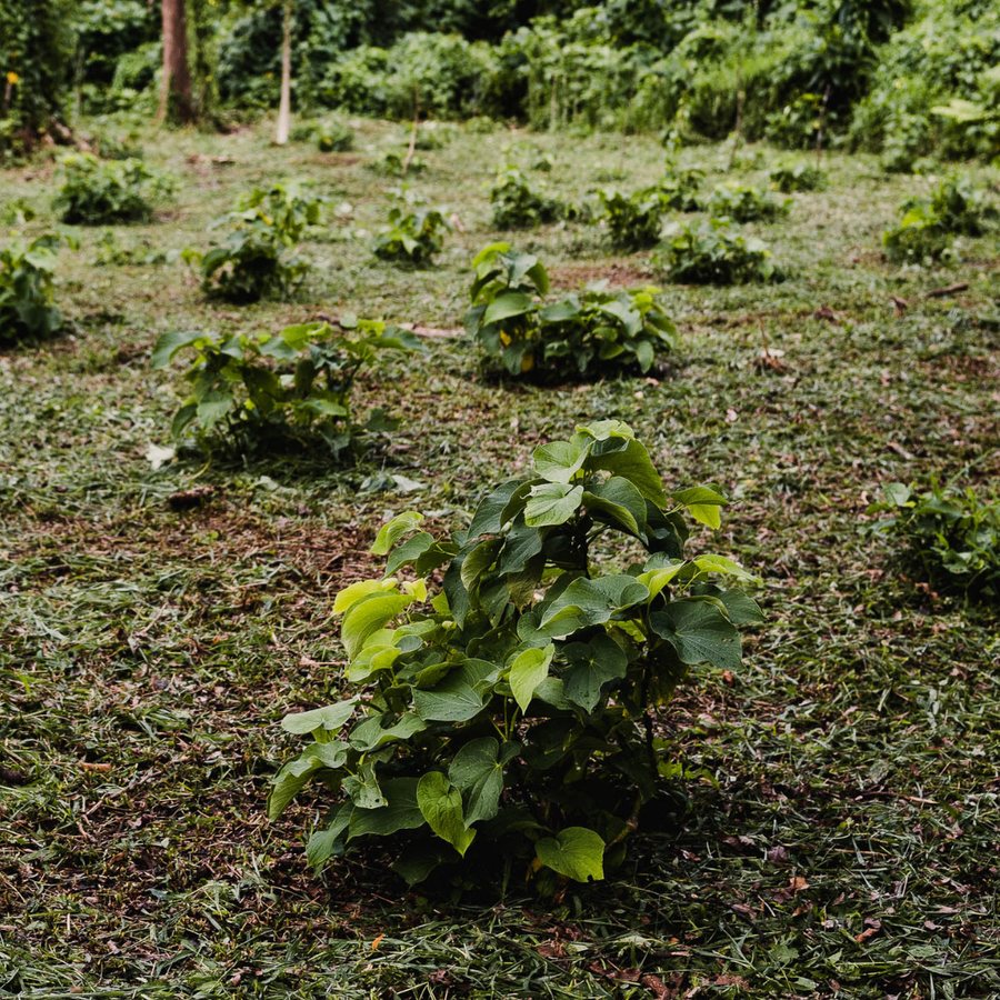 Kava root